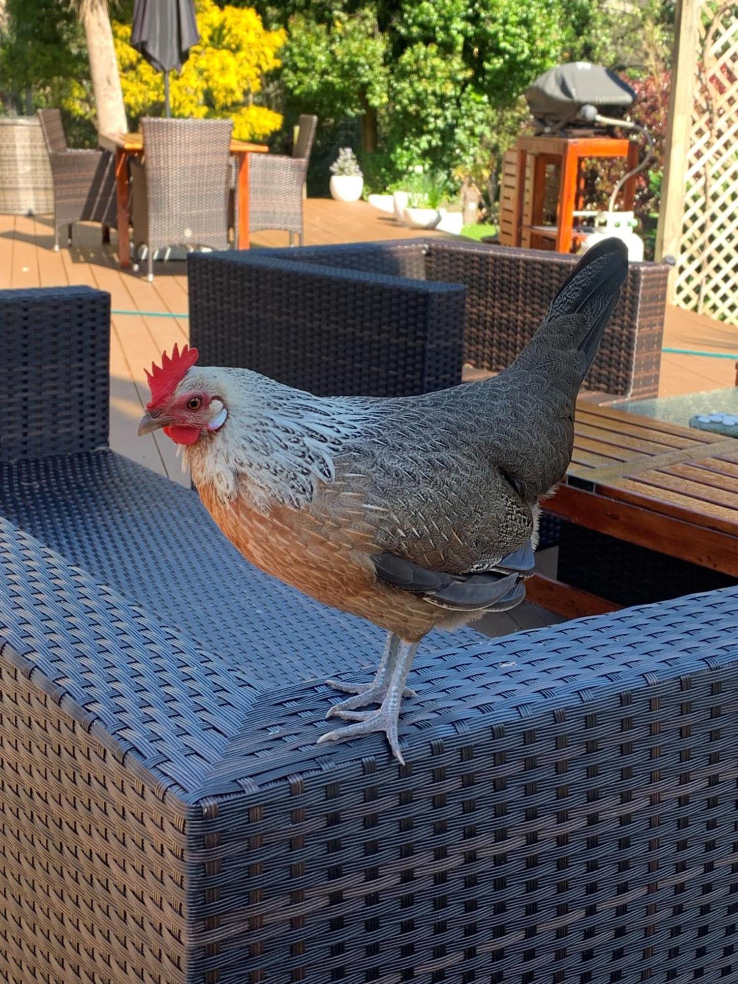וונגאנואי Private Guest Wing - Durie Vale Lodge מראה חיצוני תמונה